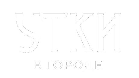 Утки в городе